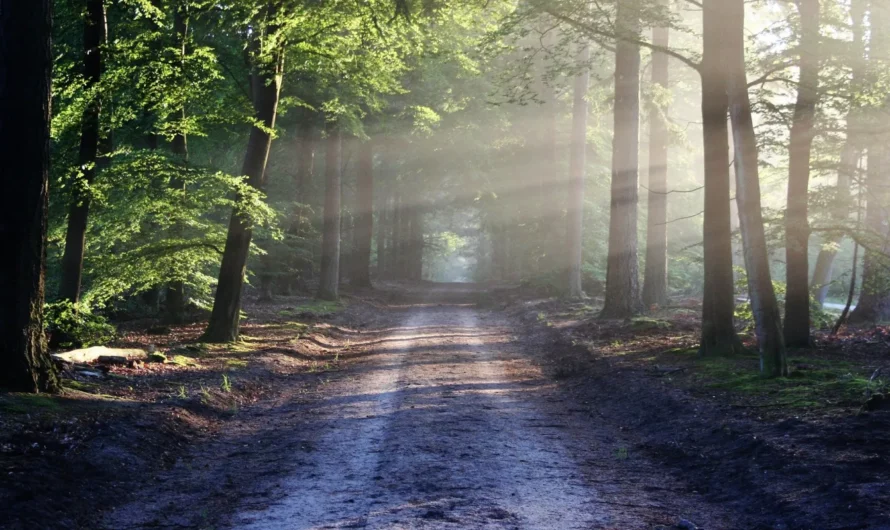 Volkswagen posadzi ponad 8 hektarów lasów w Polsce