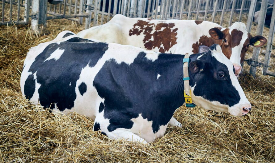 Hochland: odpowiedzialne inwestycje w polskim mleczarstwie
