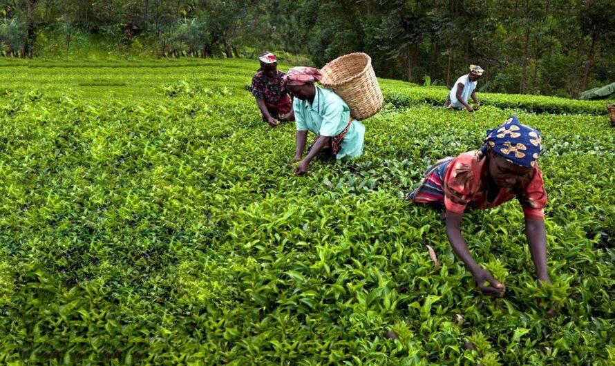 Mars podsumowuje redukcję emisji gazów cieplarnianych
