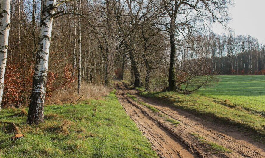 EUDR coraz bliżej – czy firmy spełnią te wymogi?