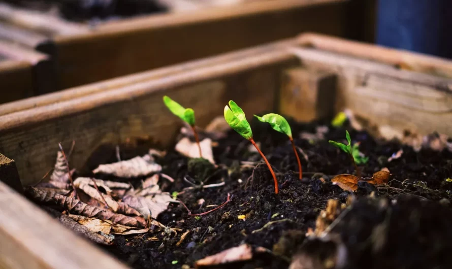 ING Lease i Żabka: leasing w formule SLL